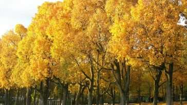 sous le cerisier en automne