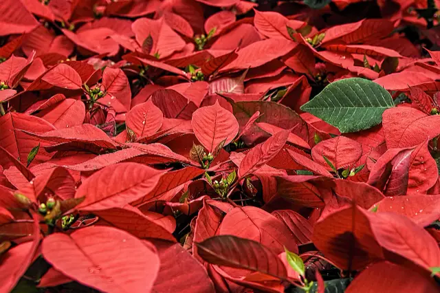 poinsettia étoile de noel